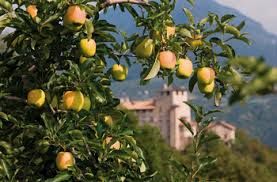 IL TEMPO DELLE MELE: Relax in VAL DI NON